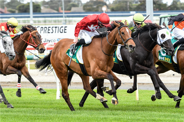 REFLECT THE STARS winning the Coulter Roache BM70 Handicap in Geelong, Australia.