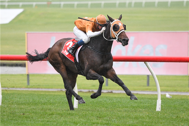 RISING RED winning the Ladbrokes Switch Hcp