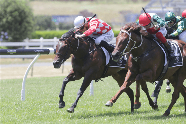 RUN TO PERFECTION winning the Auckland Co-Op Taxis 3yo