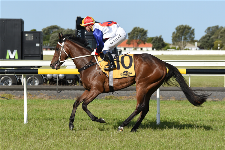 Sacrosanct will contest The Cambridge Stud R65 (1300m) at Taupo on Wednesday.