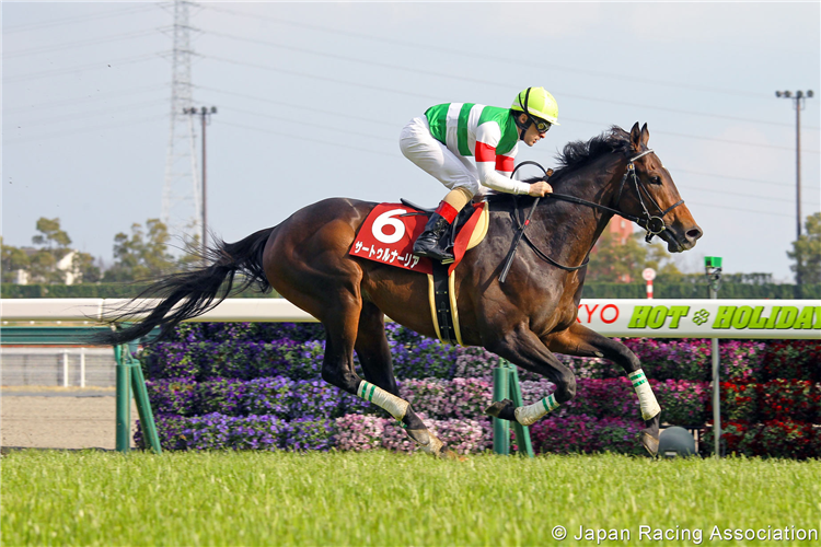 SATURNALIA winning the Kinko Sho in Chukyo, Japan.