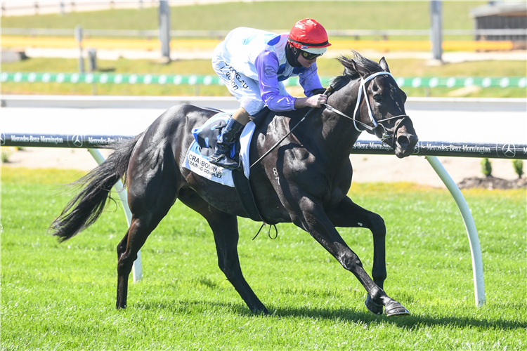 SAVANNAH CLOUD winning the Claire Cook Mdn Plate at Cranbourne in Australia.