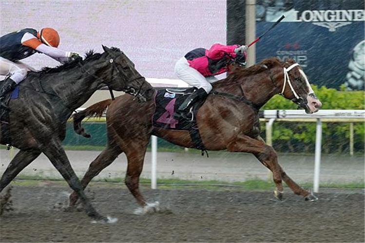 SENOR DON winning the TRUDEAU 2013 STAKES CLASS 3