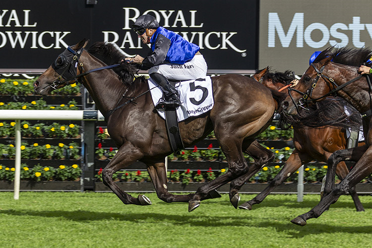 SHADOW HERO winning the Mostyn Copper Randwick Guineas