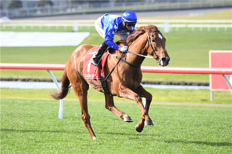 SHANDY winning the Ladbrokes The Choice Is Easy Handicap at Ladbrokes Park Hillside in Springvale, Australia.