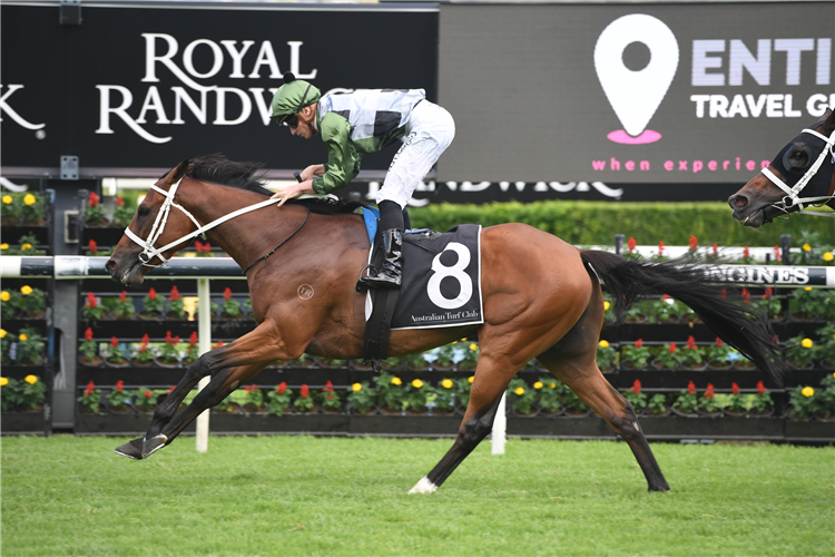 SHARED AMBITION winning the Entire Travel Randwick City Stakes.