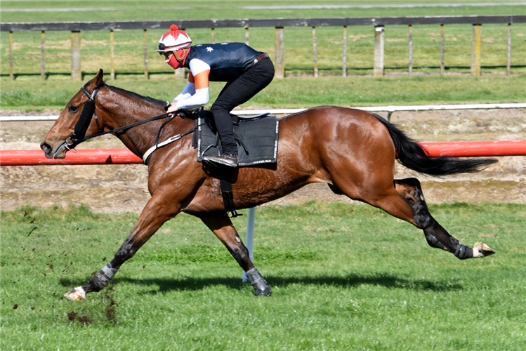 Gr.1 New Zealand Derby (2400m) winner Sherwood Forest travels strongly during his exhibition gallop at Tauranga
