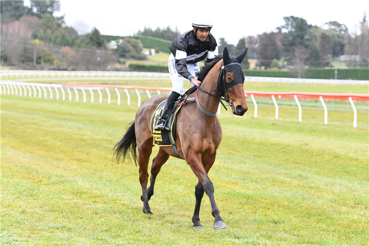Talented filly Sheza Jakkal will contest Saturday’s Dobson's Refrigeration And Electrical 3yo (1300m) at Tauranga