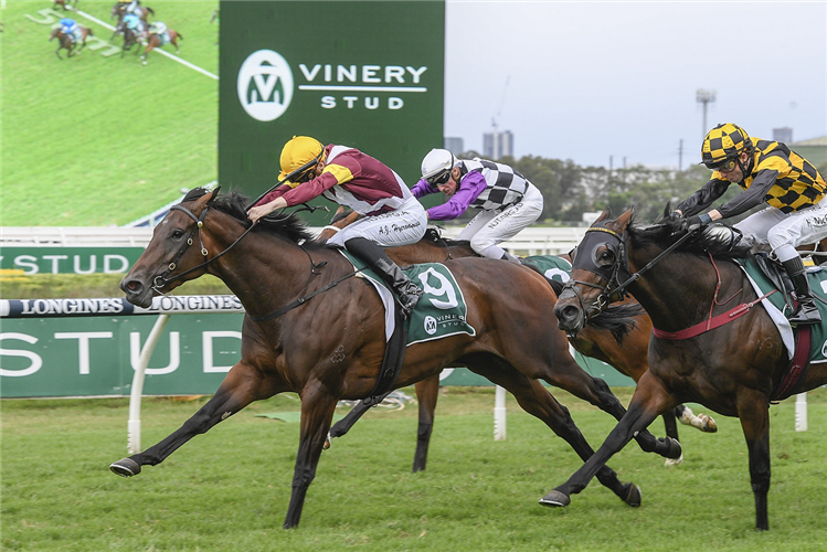 SHOUT THE BAR winning the Vinery Stud Stakes.