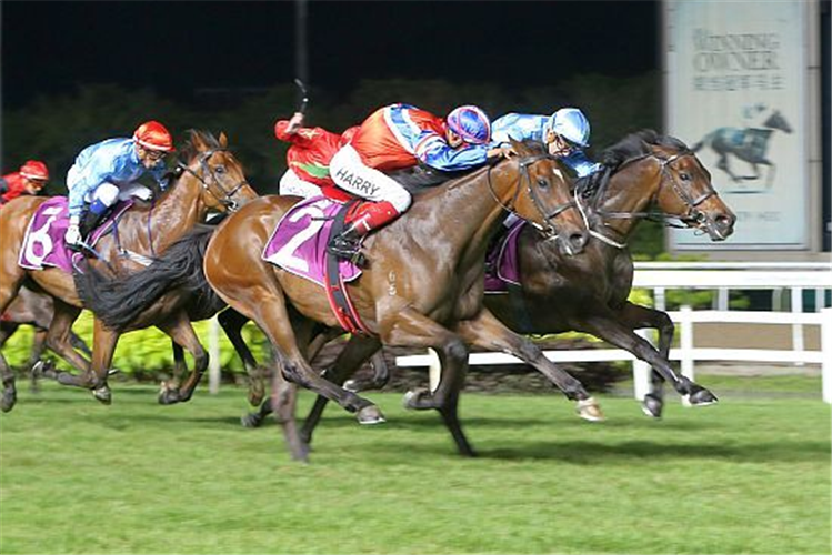 SIAM BLUE VANDA winning the STEWARDS' CUP (2ND LEG OF SINGAPORE 4-YEAR-OLD CHALLENGE) GROUP 2