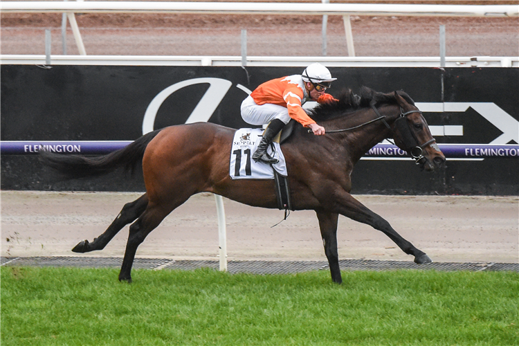 SIRCCONI winning the Seppelt Wines VRC-CRV Winter Championship Series Final in Flemington, Australia.