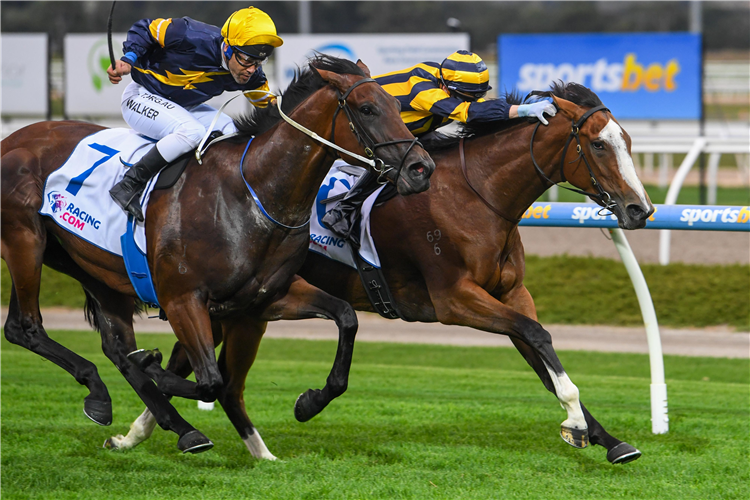 A Queensland campaign is in the offing for promising filly Sky Horse (inside).