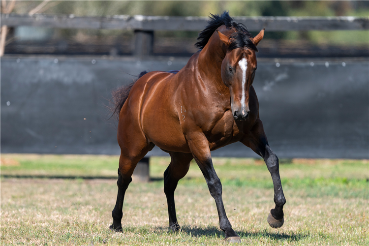 Snitzel.