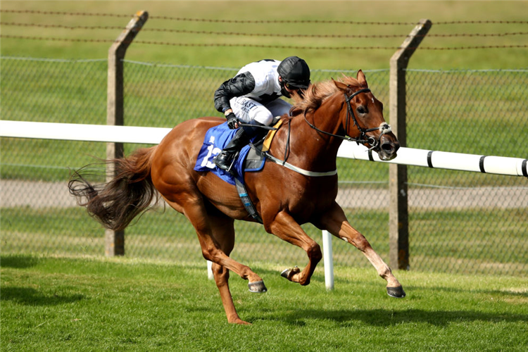 STORMY GIRL winning the EBF Highfield Farm Flying Fillies' Stakes at Pontefract in England.
