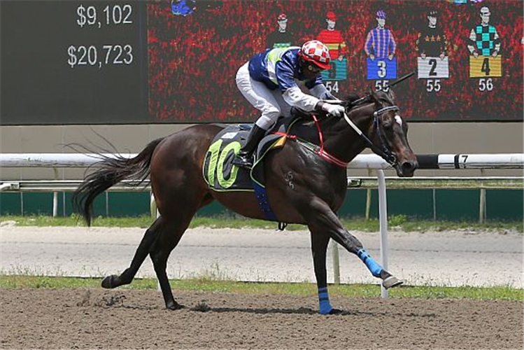 STRONG N FAST winning the DEBT COLLECTOR 2016 STAKES OPEN MAIDEN