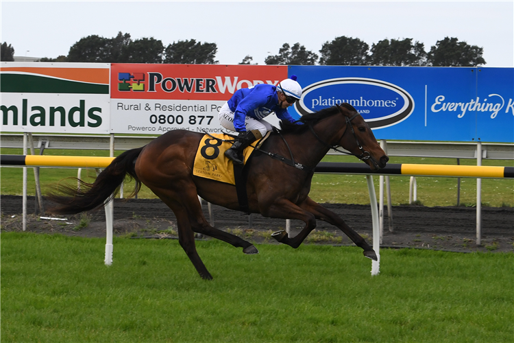 SUPREME HEIGHTS winning the Nzb Ready Sale Trainers Series