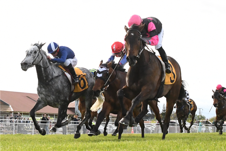 Supreme Heights (right) holds out Le Castille and Kiwi Ida (middle) to win the Gr.3 Wyndspelle Grangewilliam Stud Taranaki Breeders Stakes (1400m) at Hawera.