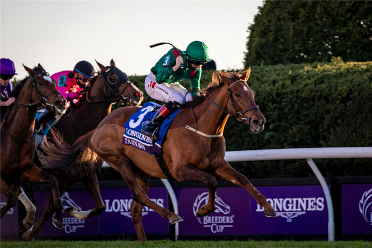 TARNAWA winning the Breeders' Cup Turf at Keenland in Kentucky.