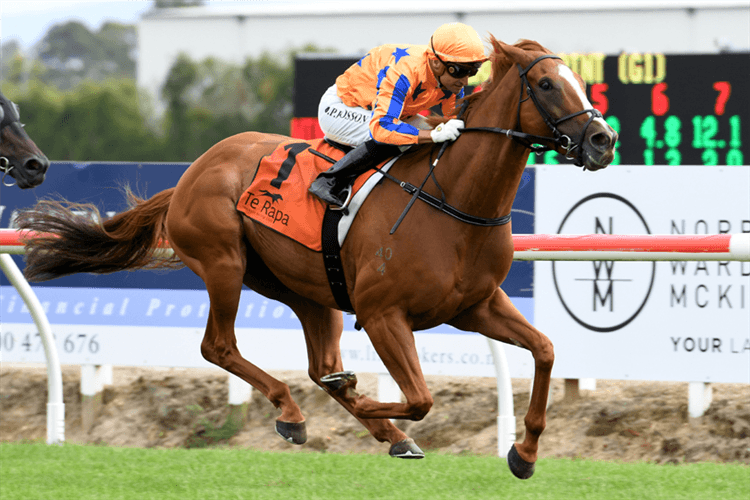 TE AKAU SHARK winning the Waikato Sprint.