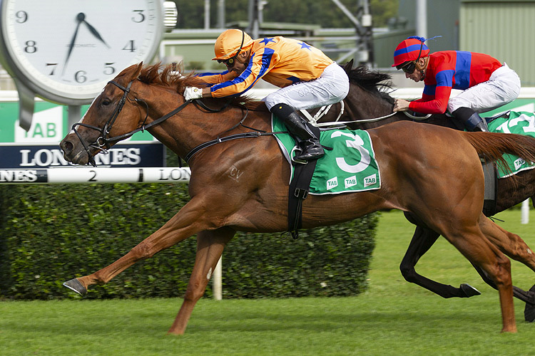 TE AKAU SHARK winning the Tab Chipping Norton Stakes