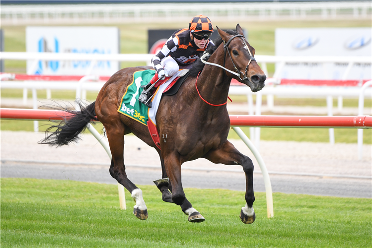 THE ASTROLOGIST winning the Geelong Australia BM64 Handicap in Geelong, Australia.