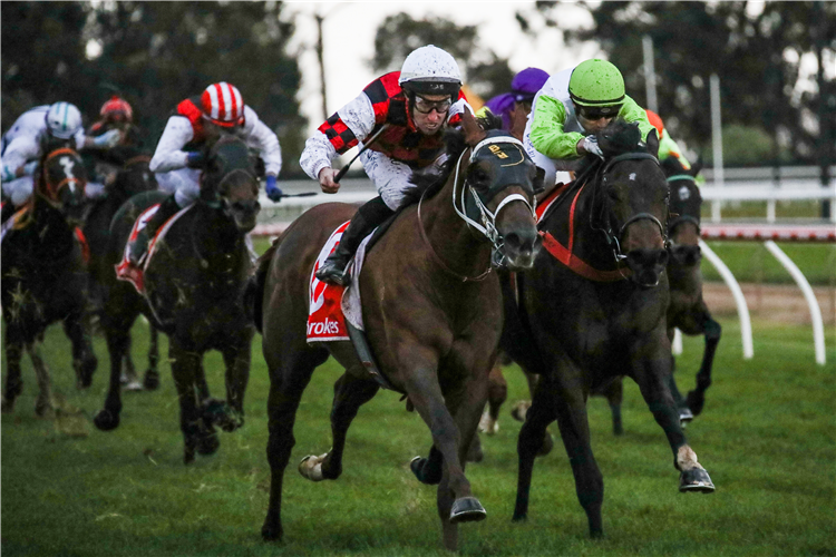 THE EXECUTIONER winning the Ladbrokes BM64 Handicap in Moe, Australia.