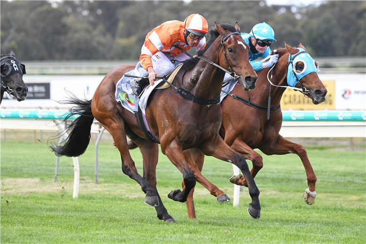 THINK 'N' FLY winning the Bendigo Locksmiths BM70 Handicap in Bendigo, Australia.