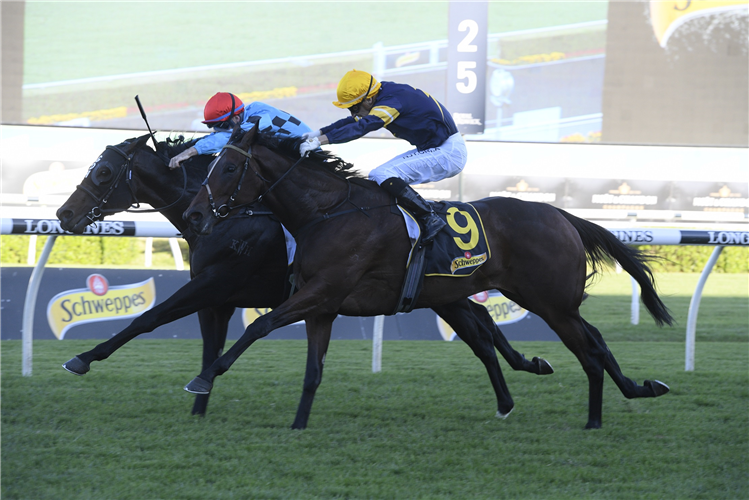 TOFANE winning the Schweppes All Aged Stakes.