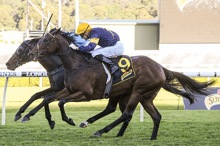 TOFANE winning the Schweppes All Aged Stakes