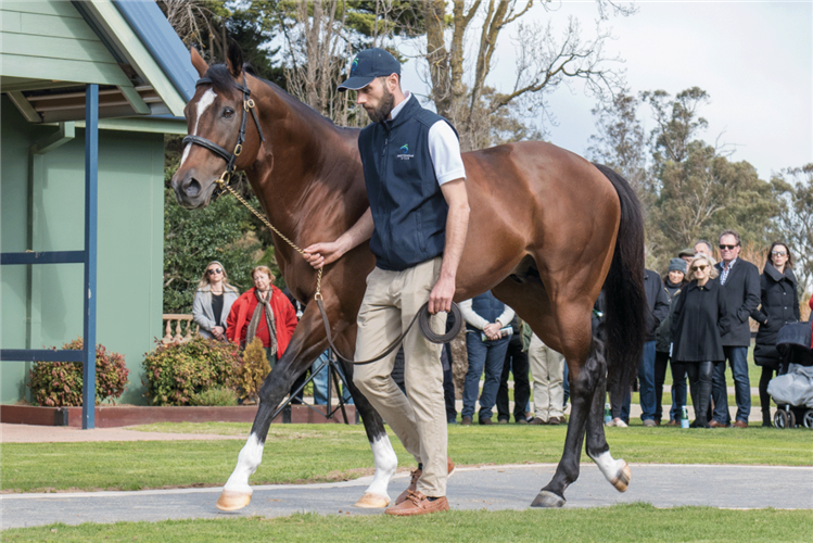 Toronado.