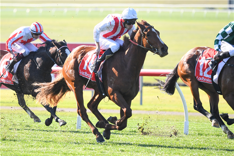 TOYETIC winning the Ladbrokes Odds Boost Handicap at Ladbrokes Park Lakeside in Springvale, Australia.