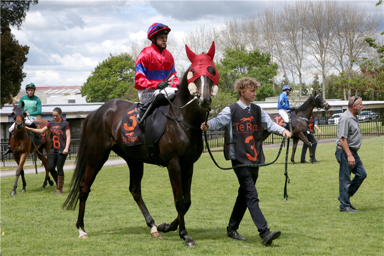 Connor Harrison and Verry Elleegant’s brother Verry Flash at Te Rapa last week