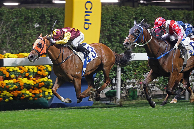 Very Sweet Orange is a top-rater at Happy Valley.
