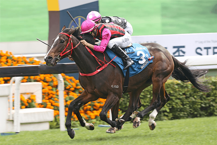 WAIKUKU winning the The Stewards' Cup