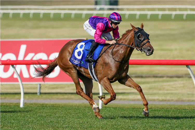 WHITE HIBISCUS winning the Big Screen Company Handicap at Ladbrokes Park Lakeside in Springvale, Australia.