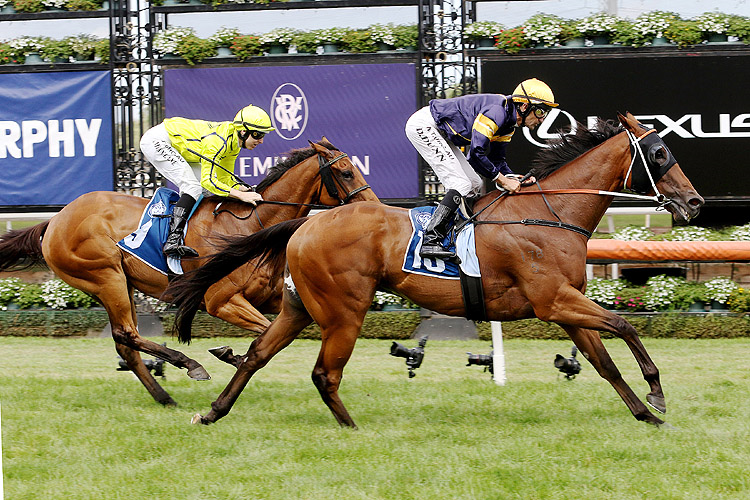 WILD PLANET winning the Furphy Ale March Stakes