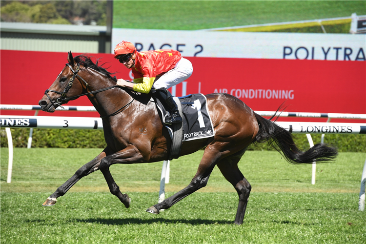 WILD RULER winning the Polytrack Roman Consul Stakes at Royal Randwick in Australia.