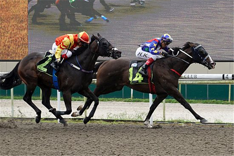 YOU ROKK winning the PITSTOP 2012 STAKES CLASS 2