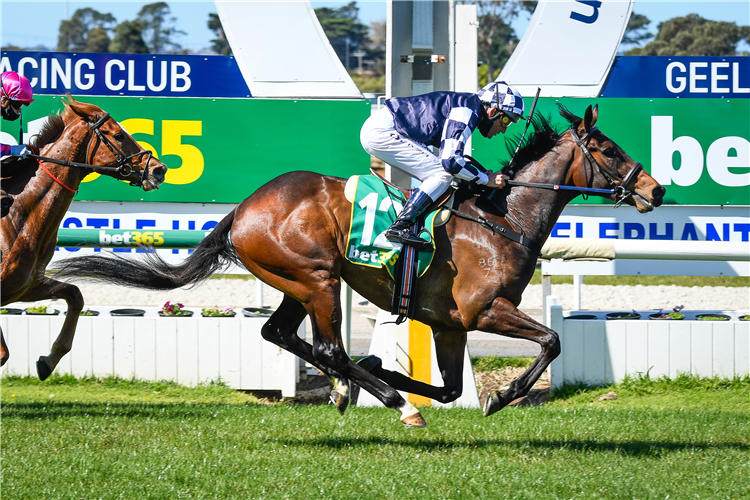 YOUNG WERTHER winning the Bet365 Top Tote Plus Mdn Plate at Geelong in Australia.