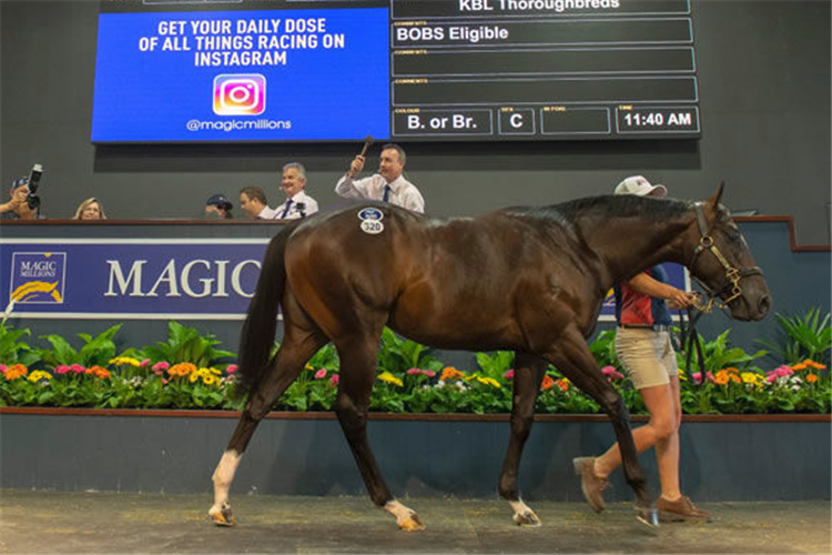 Yulong Code selling as a yearling