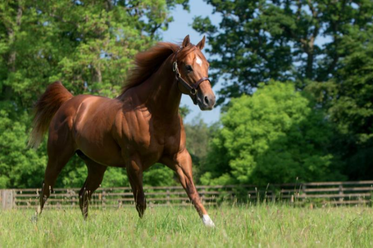 Horse : NIGHT OF THUNDER