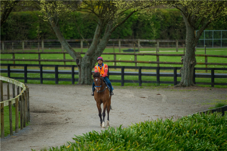 New Zealand trainers will be able to continue to work their horses under government guidelines.