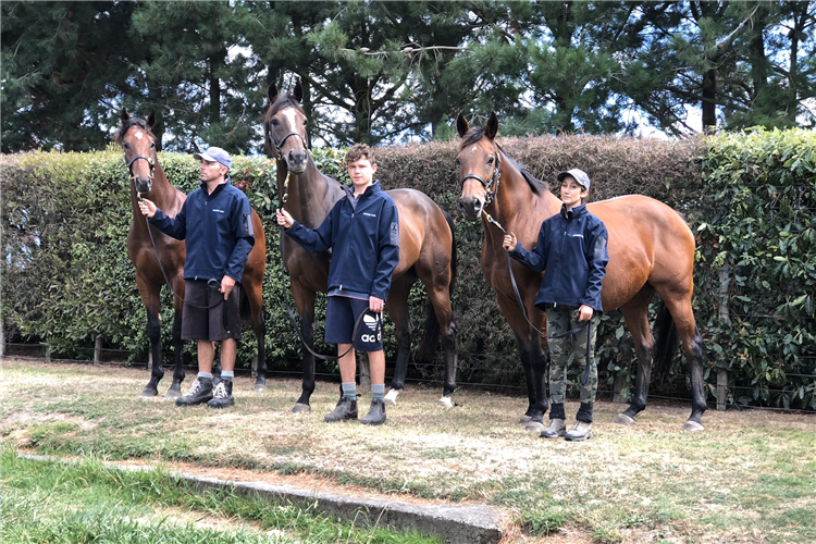 Dual New Zealand Broodmare of the Year Bagalollies (right) with her two sons, Hong Kong Horse of the Year Werther (middle) and her yearling colt by Tavistock (left)