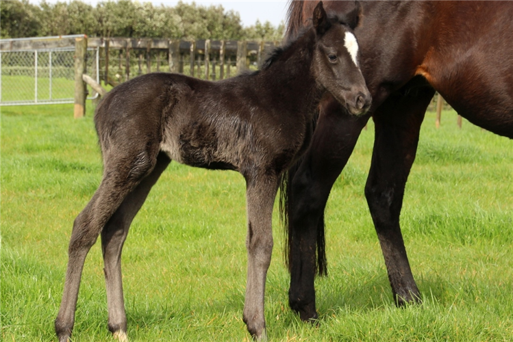 Ace High x Gold Rose filly