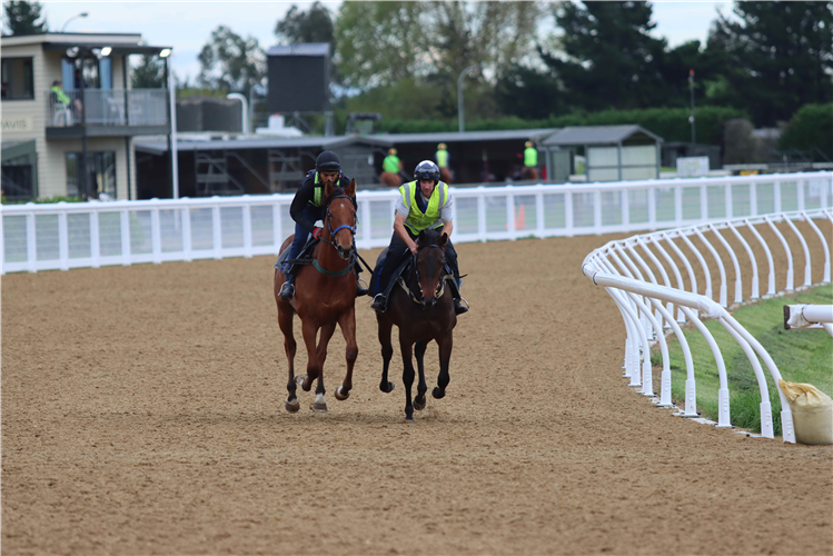 Horses working on Cambridge Jockey Club’s new Polytrack.