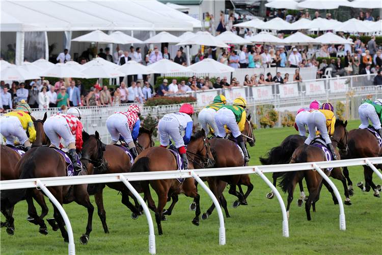 Horses gallop out of the straight at Elllerslie