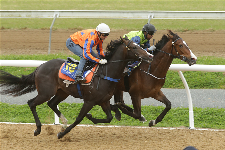 The Highly Recommended colt out of O’Reilly mare Borntobeirish (inside) winning his 800m heat at Cambridge on Tuesday.