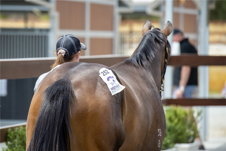 Magic Millions