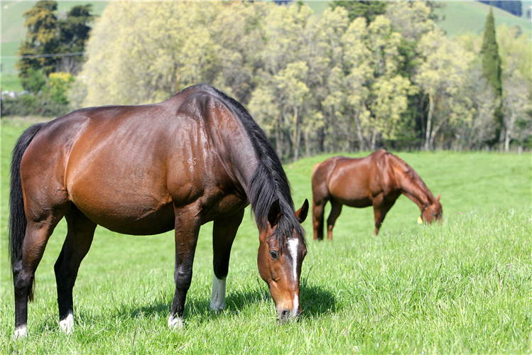 New Zealand and Australian authorities are working together to allow exports to continue following an imported mare testing positive to Theileria equi.