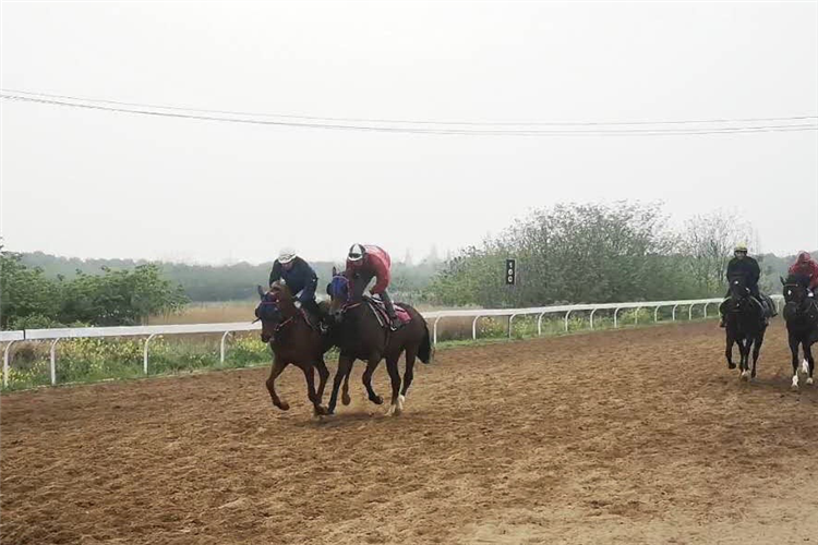 Trainer Rui Severino is based at a thoroughbred training centre in Wuhan, China.